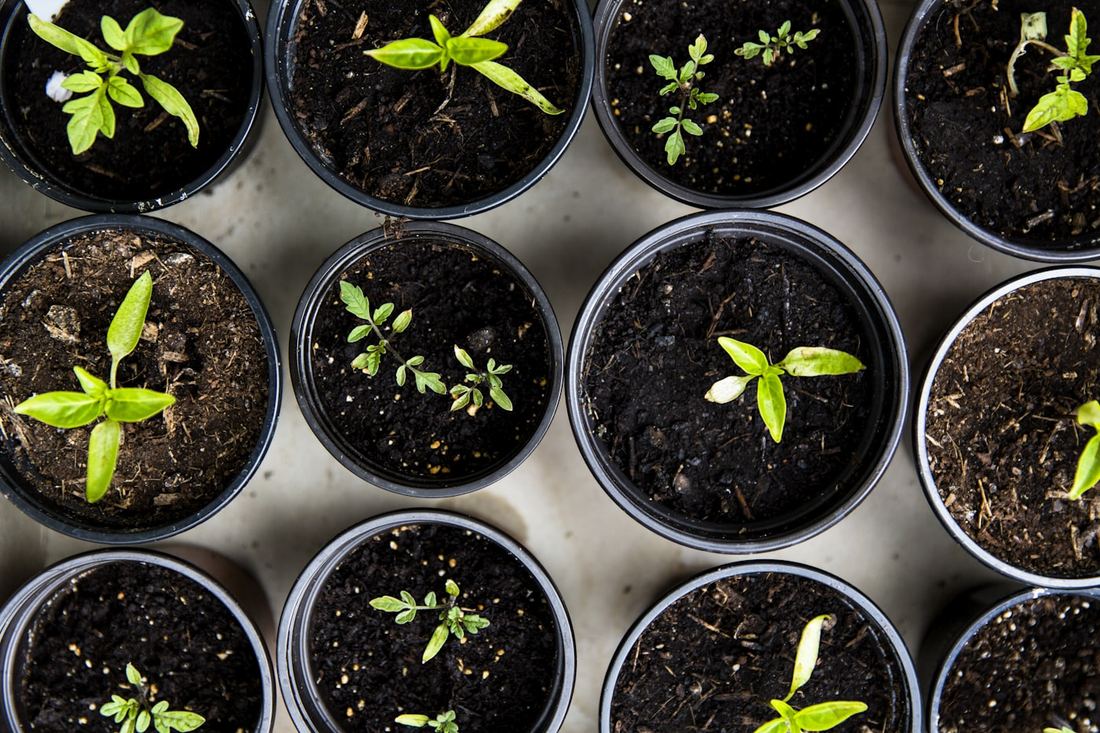 Jeunes plants en godets