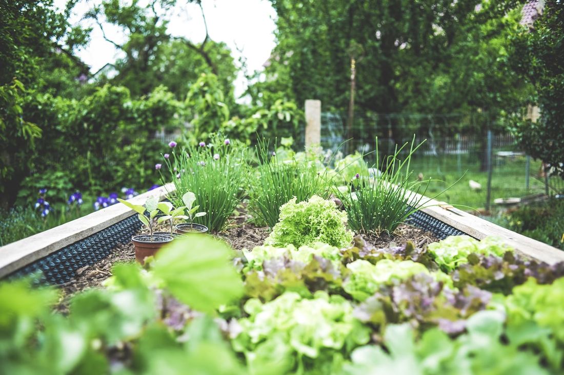 Carré potager en bois