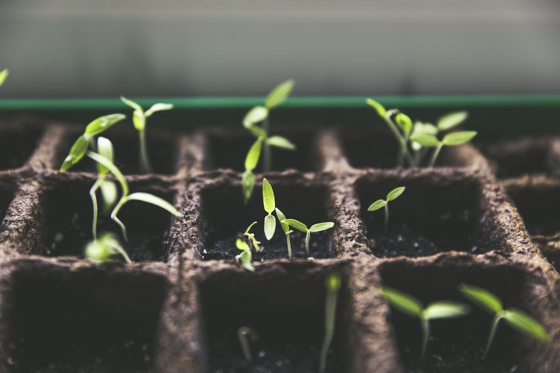 Jeunes plants en pépinière